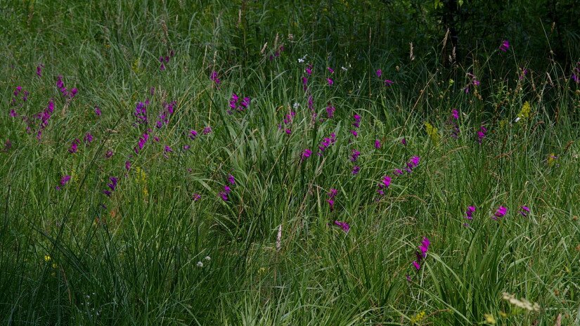 Mocsári kardvirág (Gladiolus palustris) élőhely