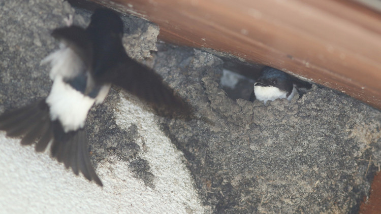 Ténylegesen indul a fecske-szezon