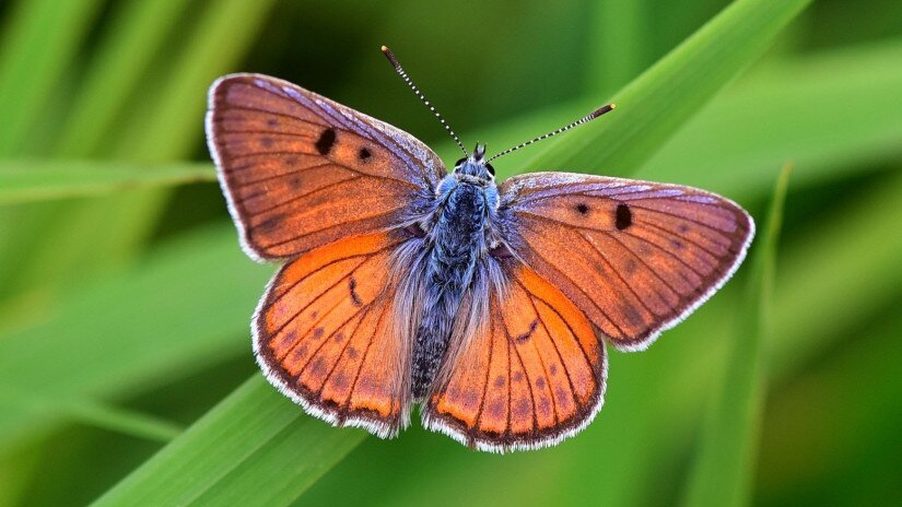 A Batyki-láprét egyik védett nappali lepke ritkasága az ibolyás tűzlepke (Lycaena alciphron)