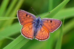 A Batyki-láprét egyik védett nappali lepke ritkasága az ibolyás tűzlepke (Lycaena alciphron)