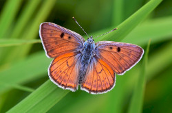 A Batyki-láprét egyik védett nappali lepke ritkasága az ibolyás tűzlepke (Lycaena alciphron)