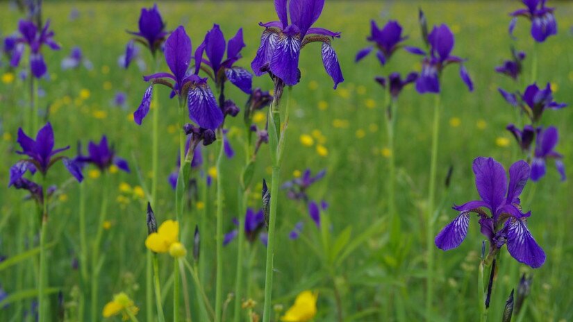 A Batyki-láprét magasabb természetességű élőhelyfoltjain tízezrével virágzik a szibériai nőszirom (Iris sibirica)