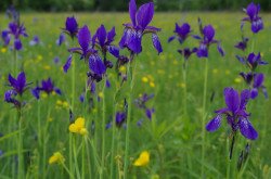 A Batyki-láprét magasabb természetességű élőhelyfoltjain tízezrével virágzik a szibériai nőszirom (Iris sibirica)