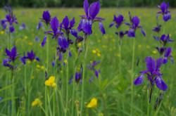 A Batyki-láprét magasabb természetességű élőhelyfoltjain tízezrével virágzik a szibériai nőszirom (Iris sibirica)