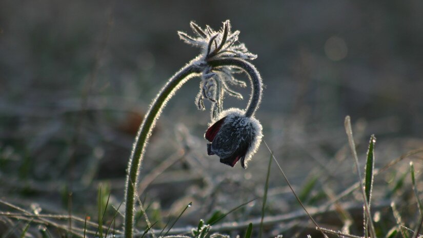 A beautiful plant: Pulsatilla pratensis subsp. nigricans