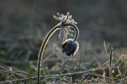 A beautiful plant: Pulsatilla pratensis subsp. nigricans