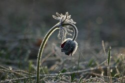 A beautiful plant: Pulsatilla pratensis subsp. nigricans