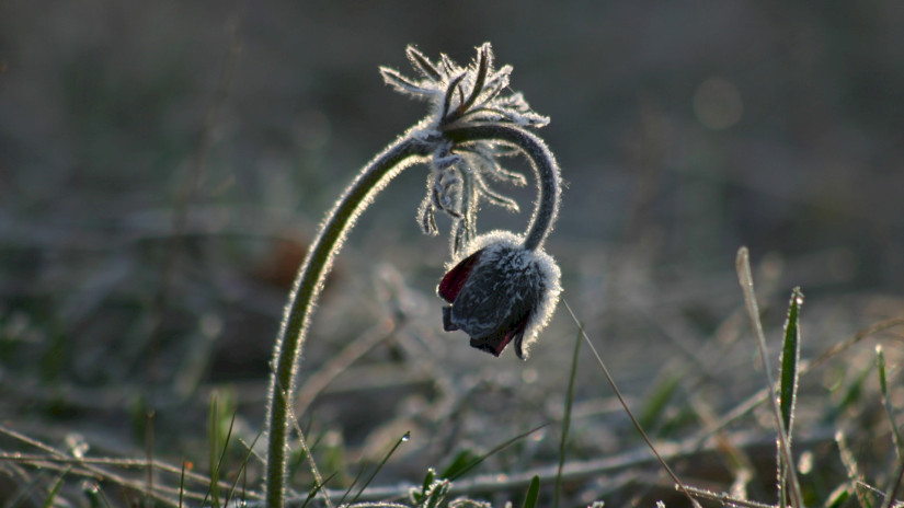 A beautiful plant: Pulsatilla pratensis subsp. nigricans