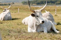 A Belső-tó partján az igazgatóság őshonos magyar haszonállatokkal végzi a legeltetést.