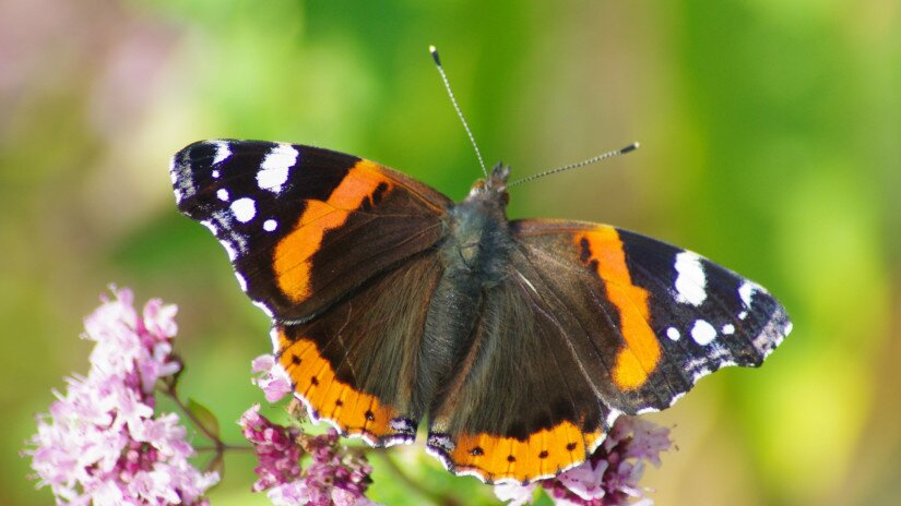 Admirális lepke (Vanessa atalanta)