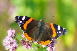 Admirális lepke (Vanessa atalanta)