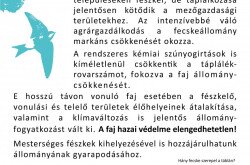 A fecskefészek-telepekhez kihelyezendő tájékoztató tábla