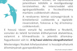 A fecskefészek-telepekhez kihelyezendő tájékoztató tábla