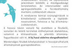 A fecskefészek-telepekhez kihelyezett tájékoztató tábla