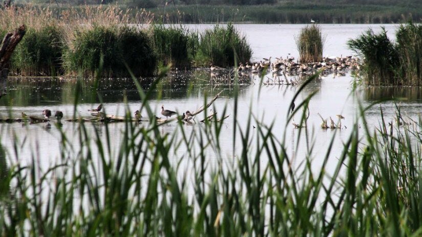 A Fehérvízi-ősláp csodálatos madárvilág is egyben