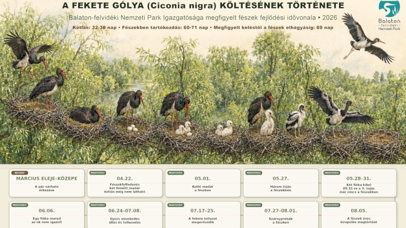 A fekete gólya költésének története