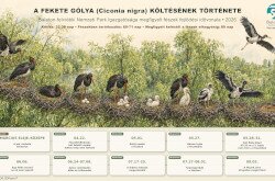 A fekete gólya költésének története
