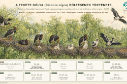 A fekete gólya költésének története