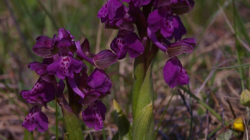 Agárkosbor (Anacamptis morio)