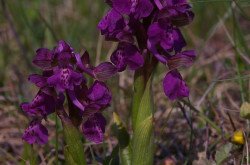 Agárkosbor (Anacamptis morio)