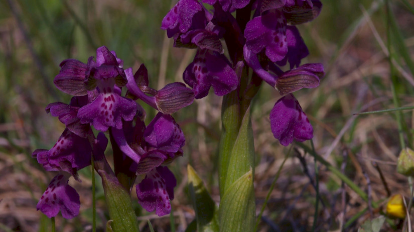 Agárkosbor (Anacamptis morio)