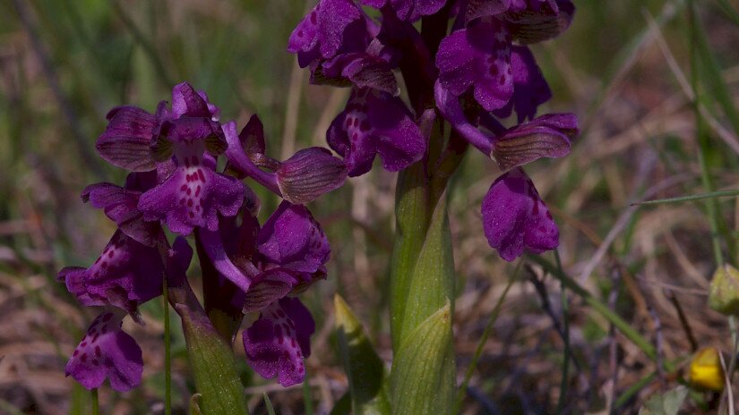 Agárkosbor (Anacamptis morio)
