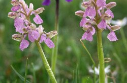 Agárkosbor (Anacamptis morio) a Kis-Balatonon