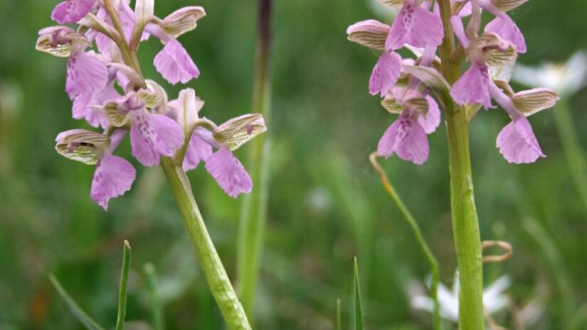 Agárkosbor (Anacamptis morio) a Kis-Balatonon