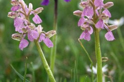 Agárkosbor (Anacamptis morio) a Kis-Balatonon