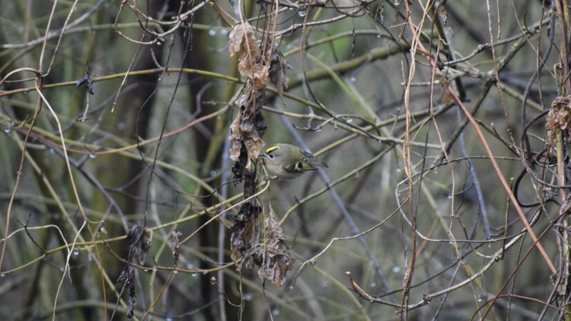 A goldcrest