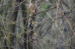 A goldcrest