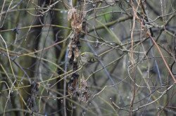 A goldcrest