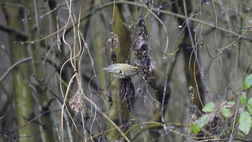 A goldcrest