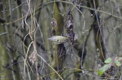 A goldcrest