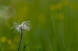 A gyepek kiemelkedő jelentőségűek a természeti értékek megőrzésében.