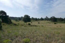 A gyepek kiemelkedő jelentőségűek a természeti értékek megőrzésében.