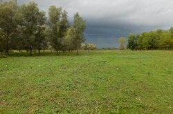 A gyepek kiemelkedő jelentőségűek a természeti értékek megőrzésében.