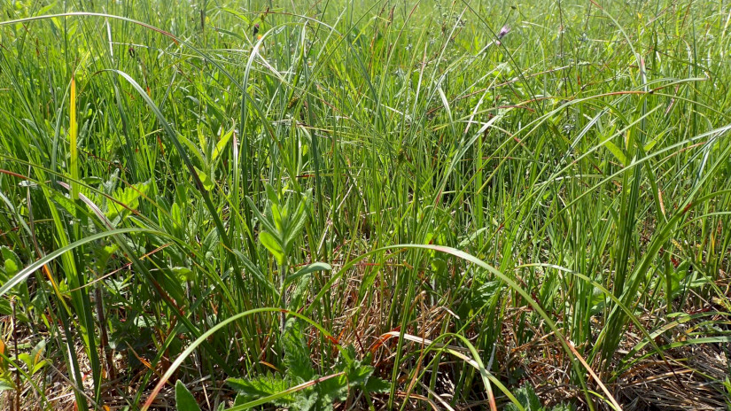 ...ahol sok volt a nem virágzó, vegetatív példány