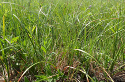 ...ahol sok volt a nem virágzó, vegetatív példány