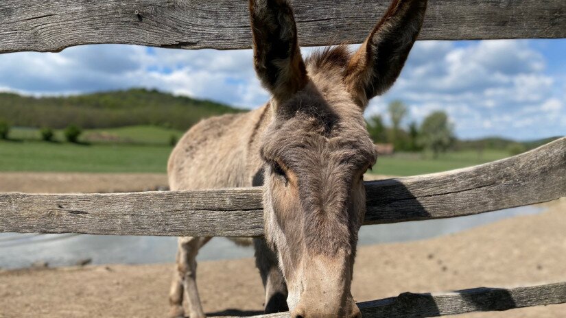 A Hungarian donkey