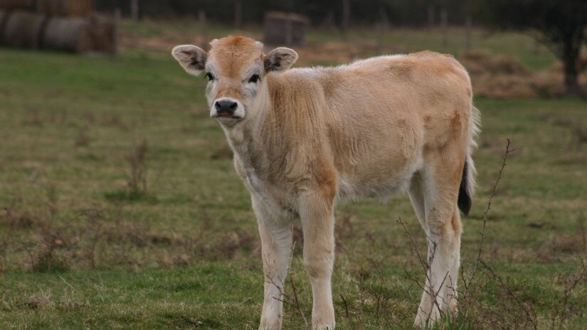 A Hungarian grey cattle calf