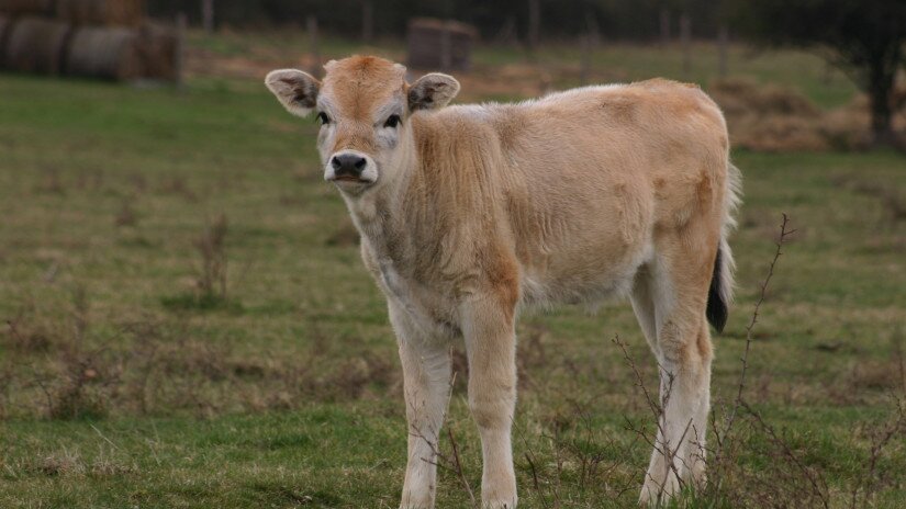 A Hungarian grey cattle calf in the Káli Basin