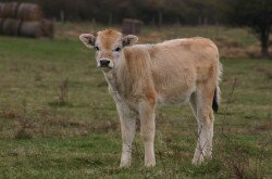 A Hungarian grey cattle calf in the Káli Basin