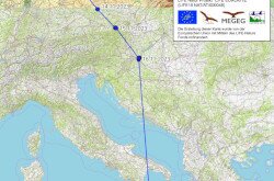 A jeladós halászsas útja a jeladó felszerelésétől Szicíliáig.