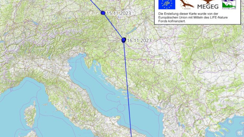 A jeladós halászsas útja a jeladó felszerelésétől Szicíliáig.