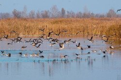 A Kis-Balaton 1951 óta nemzeti szinten védett, 1979 óta a nemzetközi jelentőségű vizes élőhelyek egyezménye (Ramsari Egyezmény) által jegyzett terület
