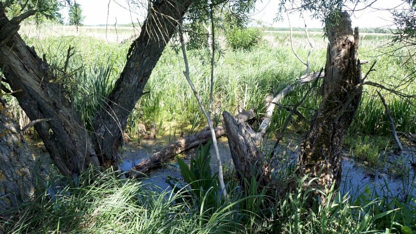 A Kis-Balaton és a Nagyberek területét választották ki az egyedek befogására