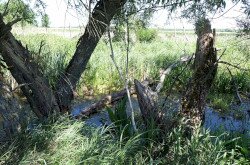 A Kis-Balaton és a Nagyberek területét választották ki az egyedek befogására