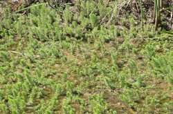 A közönséges vízilófark (Hippuris vulgaris), vagy régen használt népies elnevezésén vízifenyőke egy igen érdekes megjelenésű vízinövényünk.
