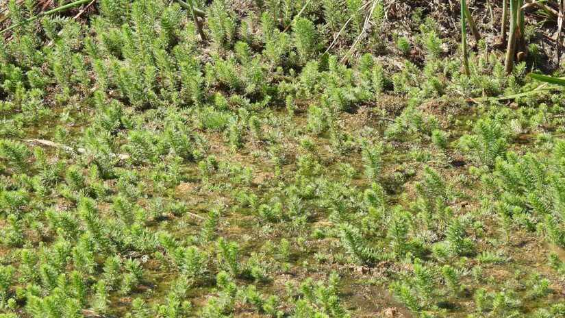 A közönséges vízilófark (Hippuris vulgaris), vagy régen használt népies elnevezésén vízifenyőke egy igen érdekes megjelenésű vízinövényünk.